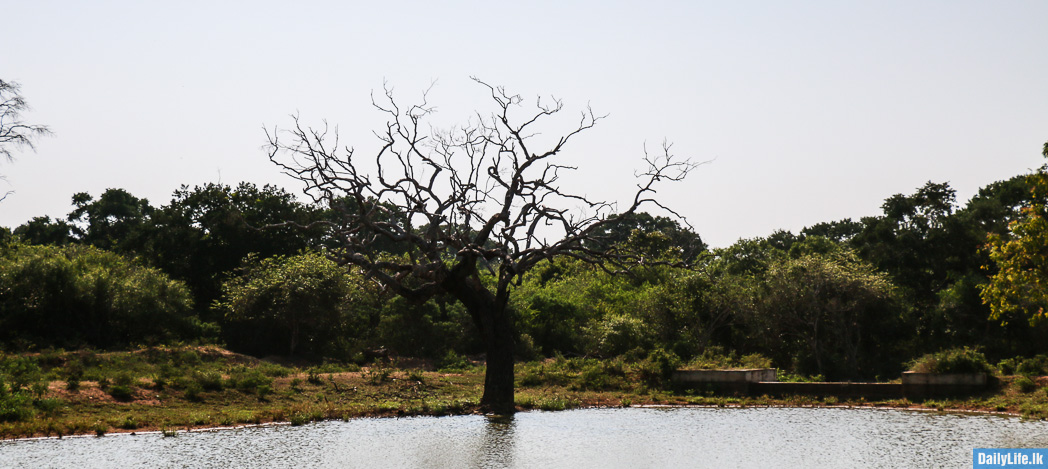 Yala National Park